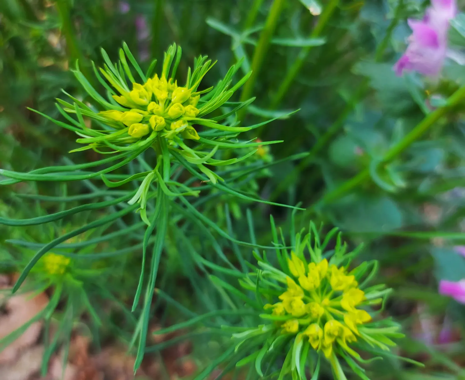 Cypress Spurge (Euphorbia Cyparissias) — Being drought-tolerant once established; these can brighten up the garden when many other plants are yet, image 89