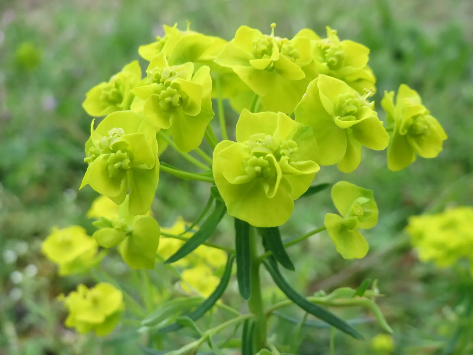 Cypress Spurge (Euphorbia Cyparissias) — or as ground cover.<br><br>During the late spring to early summer; making it an ideal choice for rock, image 67