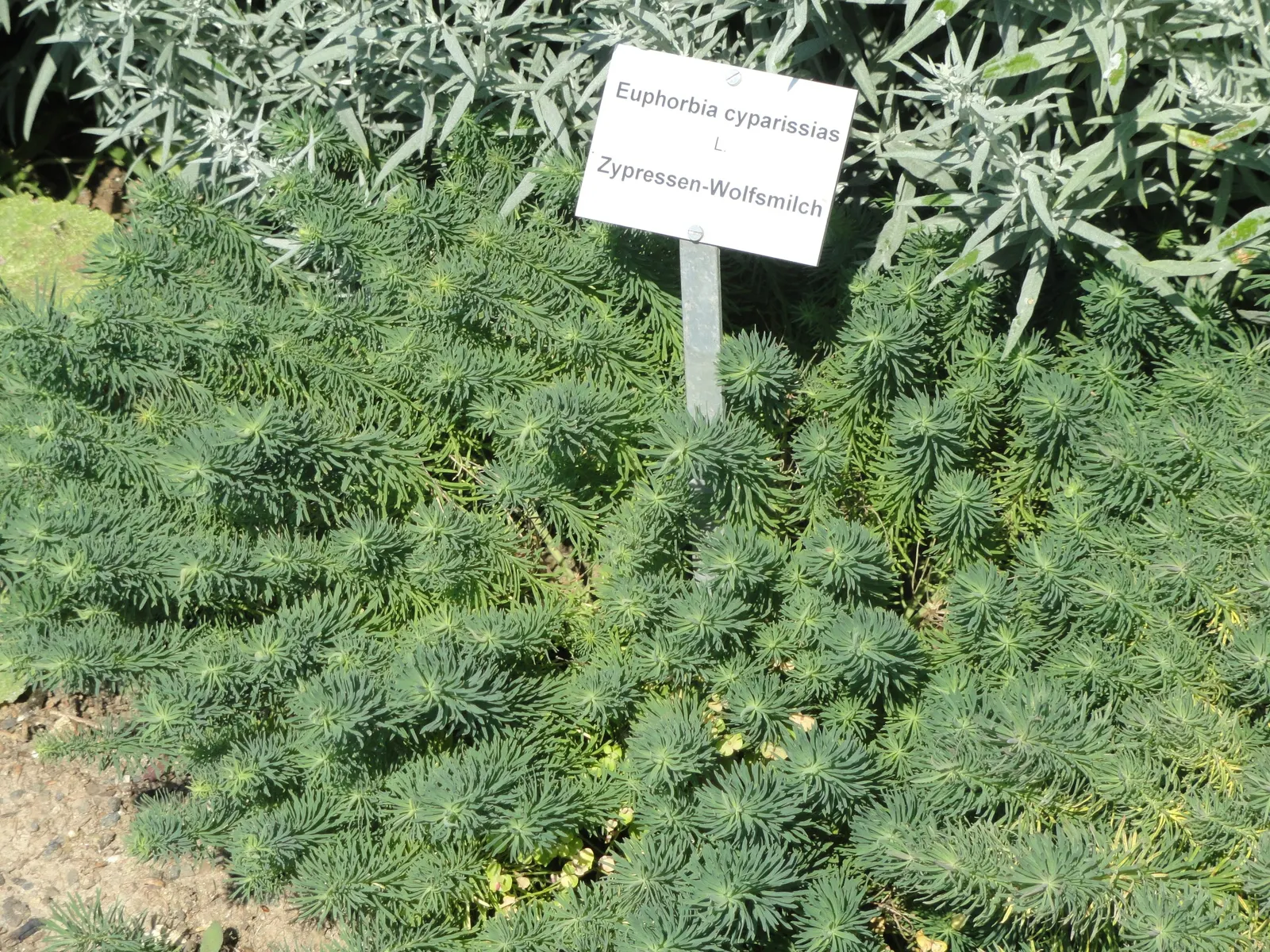 Cypress Spurge (Euphorbia Cyparissias) — Caution: its sap is irritating to skin and toxic if ingested; scientifically known as Euphorbia cyparissias, image 130