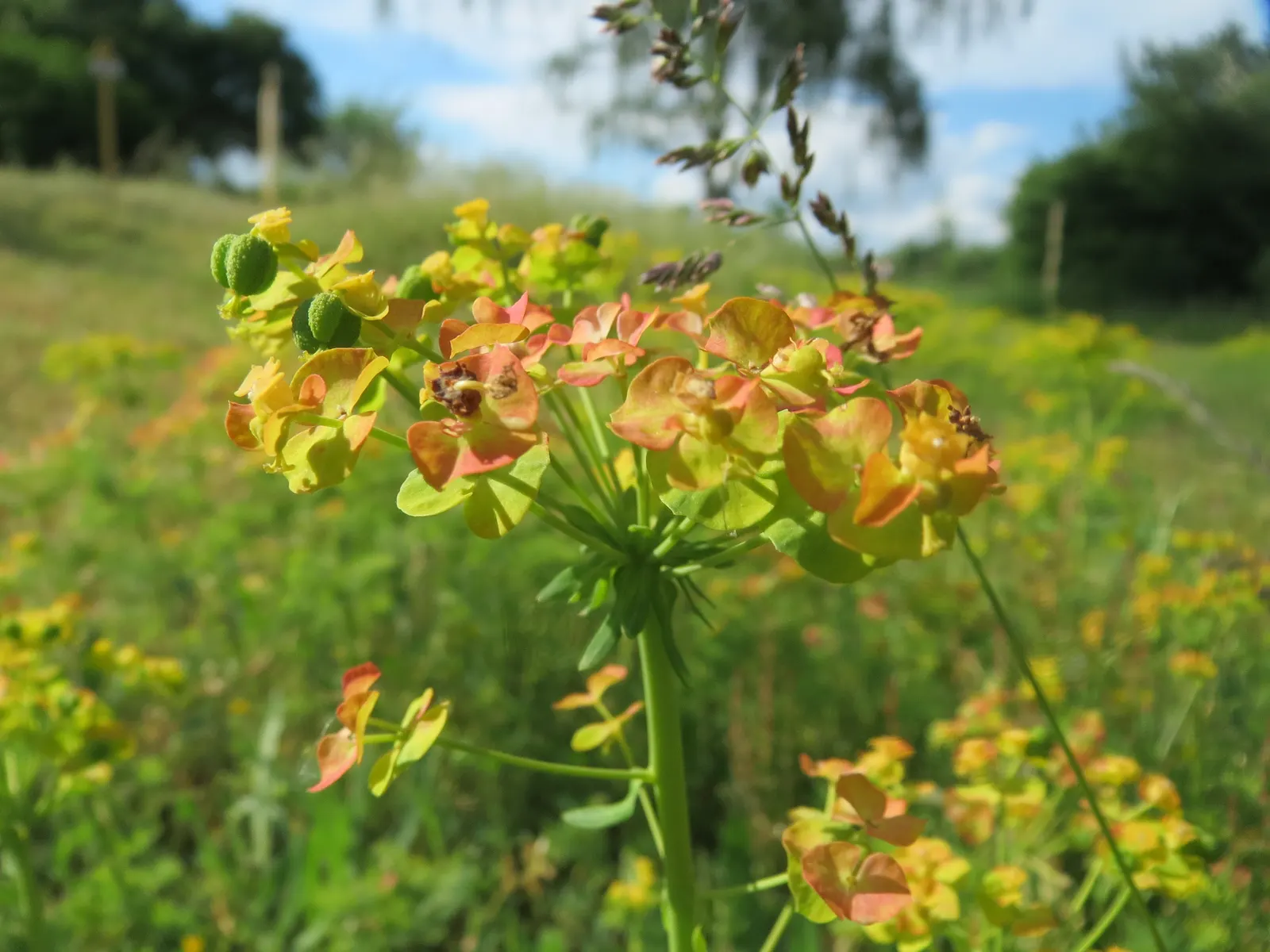 Cypress Spurge (Euphorbia Cyparissias) — This species is a member of the Euphorbiaceae family and is known for its feathery; needle-like foliage, image 84