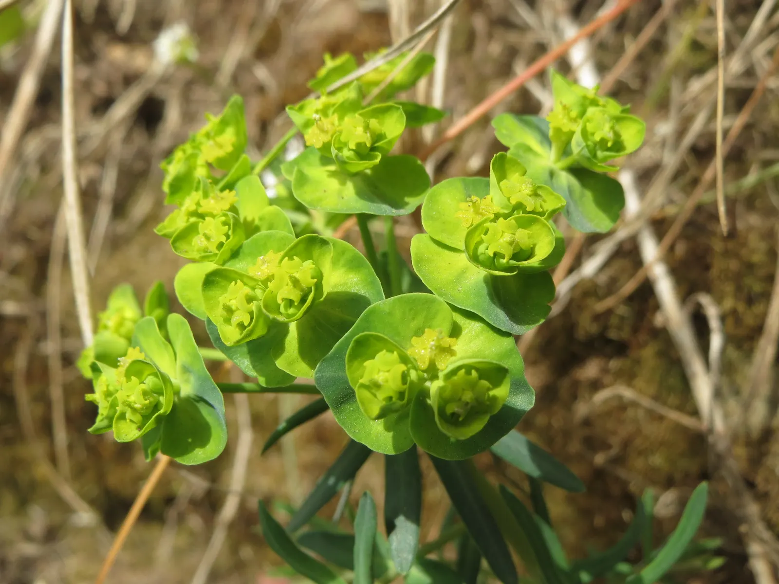 Cypress Spurge (Euphorbia Cyparissias) — chartreuse-yellow bracts that resemble petals; caution: its sap is irritating to skin and toxic if ingested