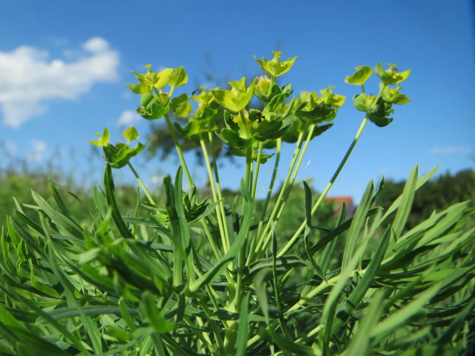 Cypress Spurge (Euphorbia Cyparissias) — inconspicuous flowers surrounded by showy; green and multi-colored and yellow flowers in the garden, image 118