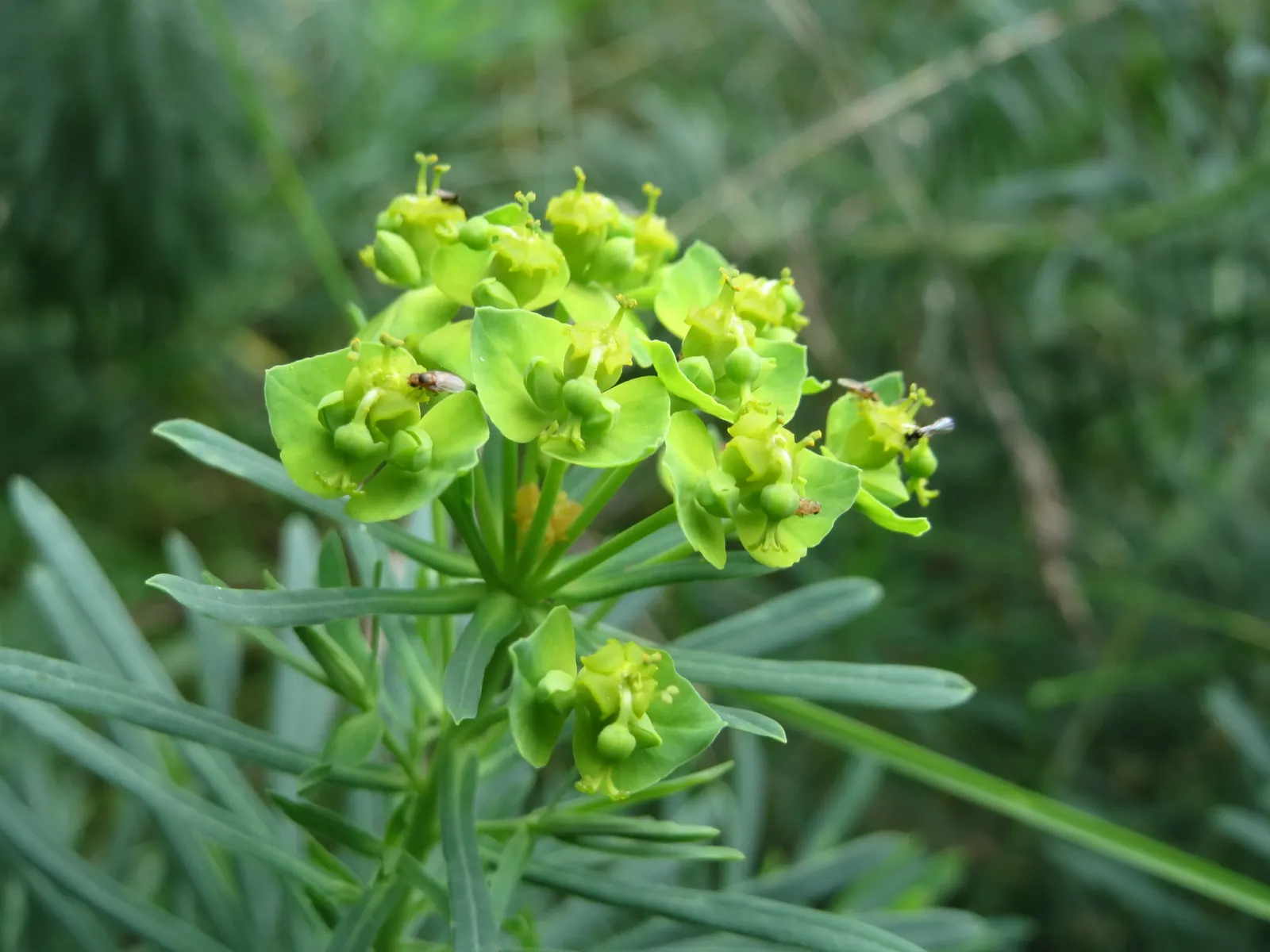 Cypress Spurge (Euphorbia Cyparissias) — needle-like foliage that creates a fine-textured; or as ground cover.<br><br>During the late spring to, image 135