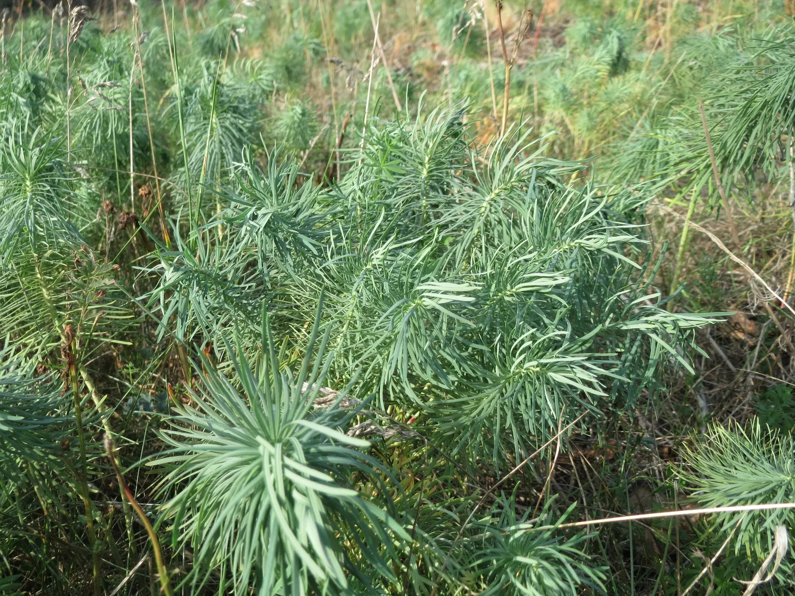 Cypress Spurge (Euphorbia Cyparissias) — is a perennial herbaceous plant that offers a distinctive texture and color to any landscape design; in, image 133