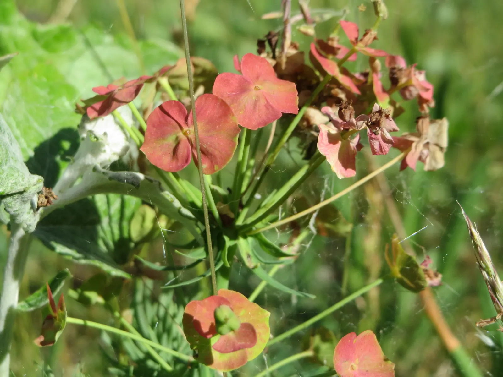 Cypress Spurge (Euphorbia Cyparissias) — Ideal for rock gardens or borders with well-drained soil