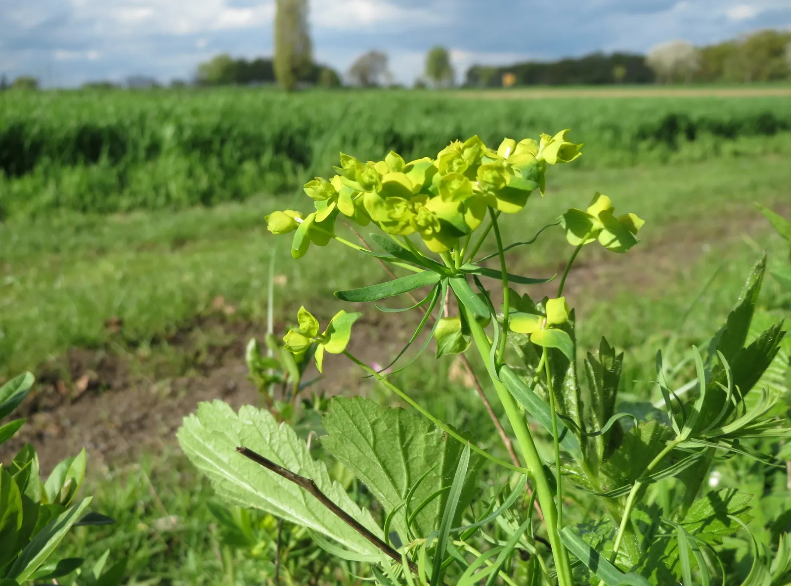 Cypress Spurge (Euphorbia Cyparissias) — green and multi-colored and yellow flowers in the garden; is a perennial herbaceous plant that offers a distinctive