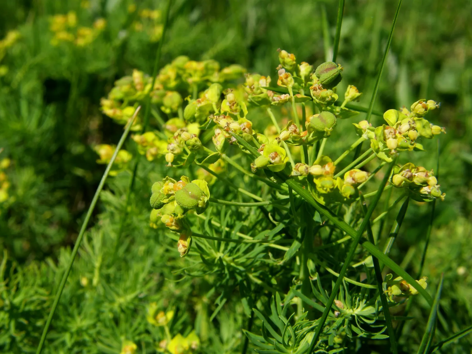 Cypress Spurge (Euphorbia Cyparissias) — Ideal for rock gardens or borders with well-drained soil; being drought-tolerant once established, image 131