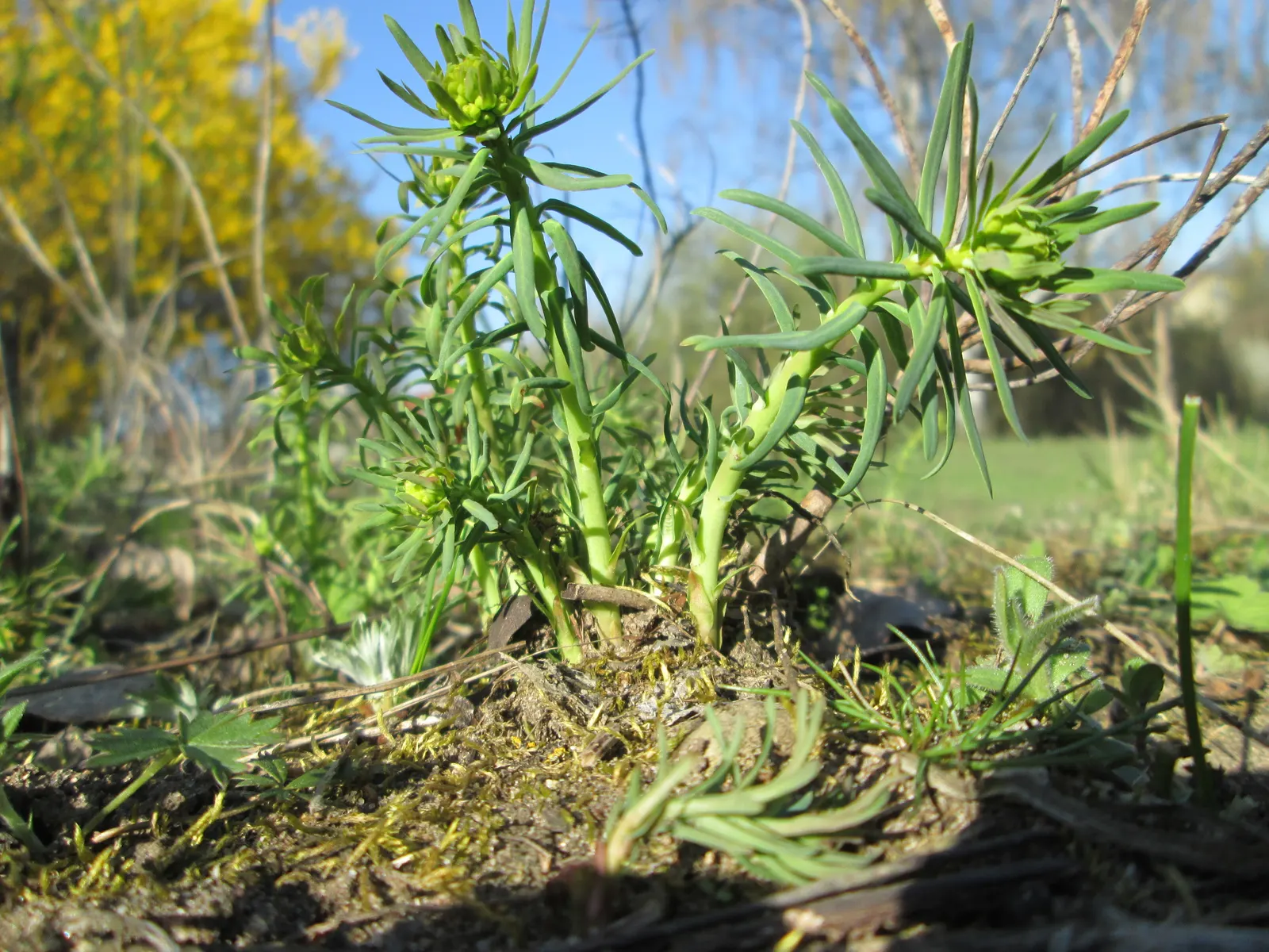 Cypress Spurge (Euphorbia Cyparissias) — This sun-loving plant reaches 6-12 inches tall and spreads up to 18 inches wide, thriving in USDA zones, image 54