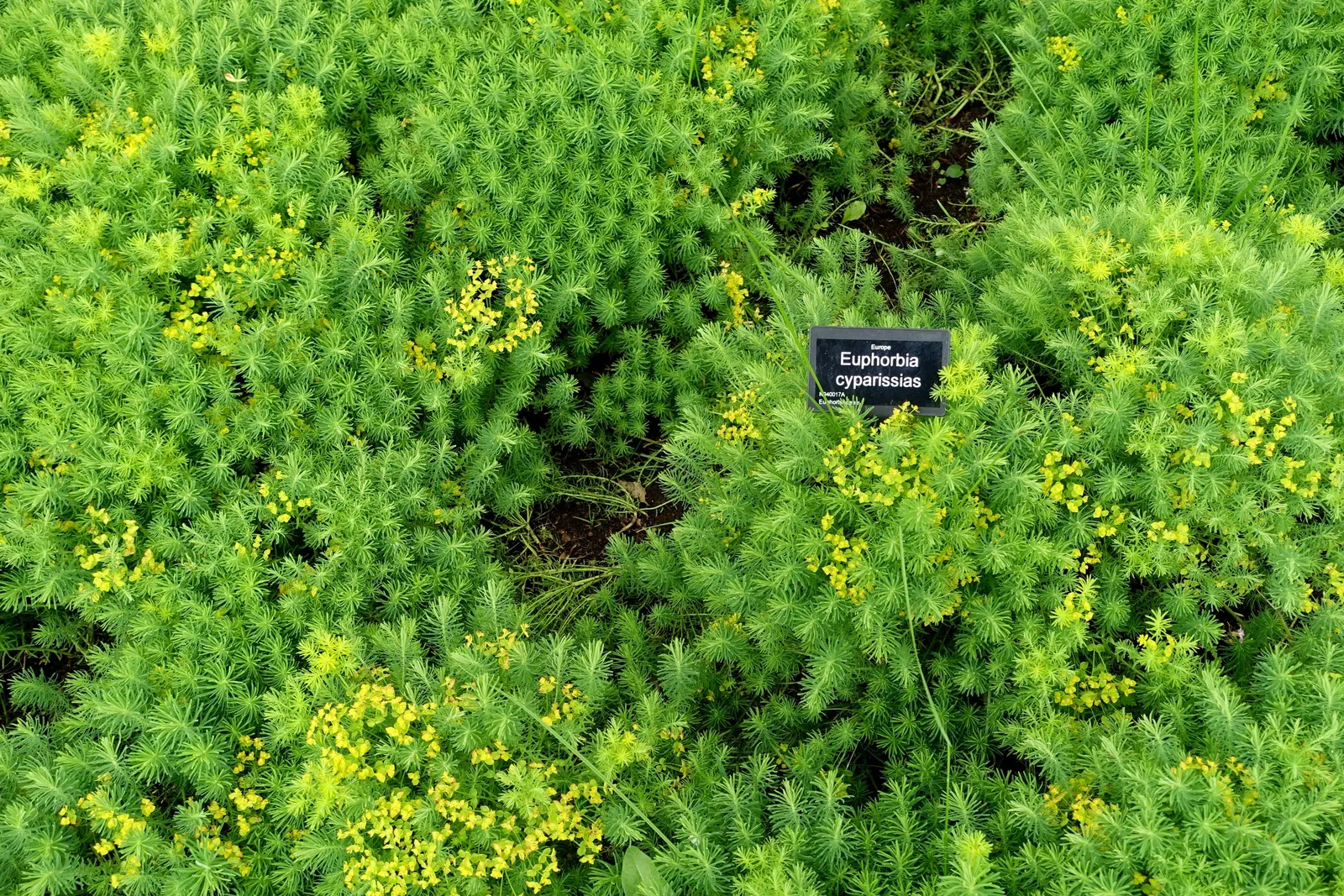 Cypress Spurge (Euphorbia Cyparissias) — Being drought-tolerant once established; these can brighten up the garden when many other plants are yet, image 114