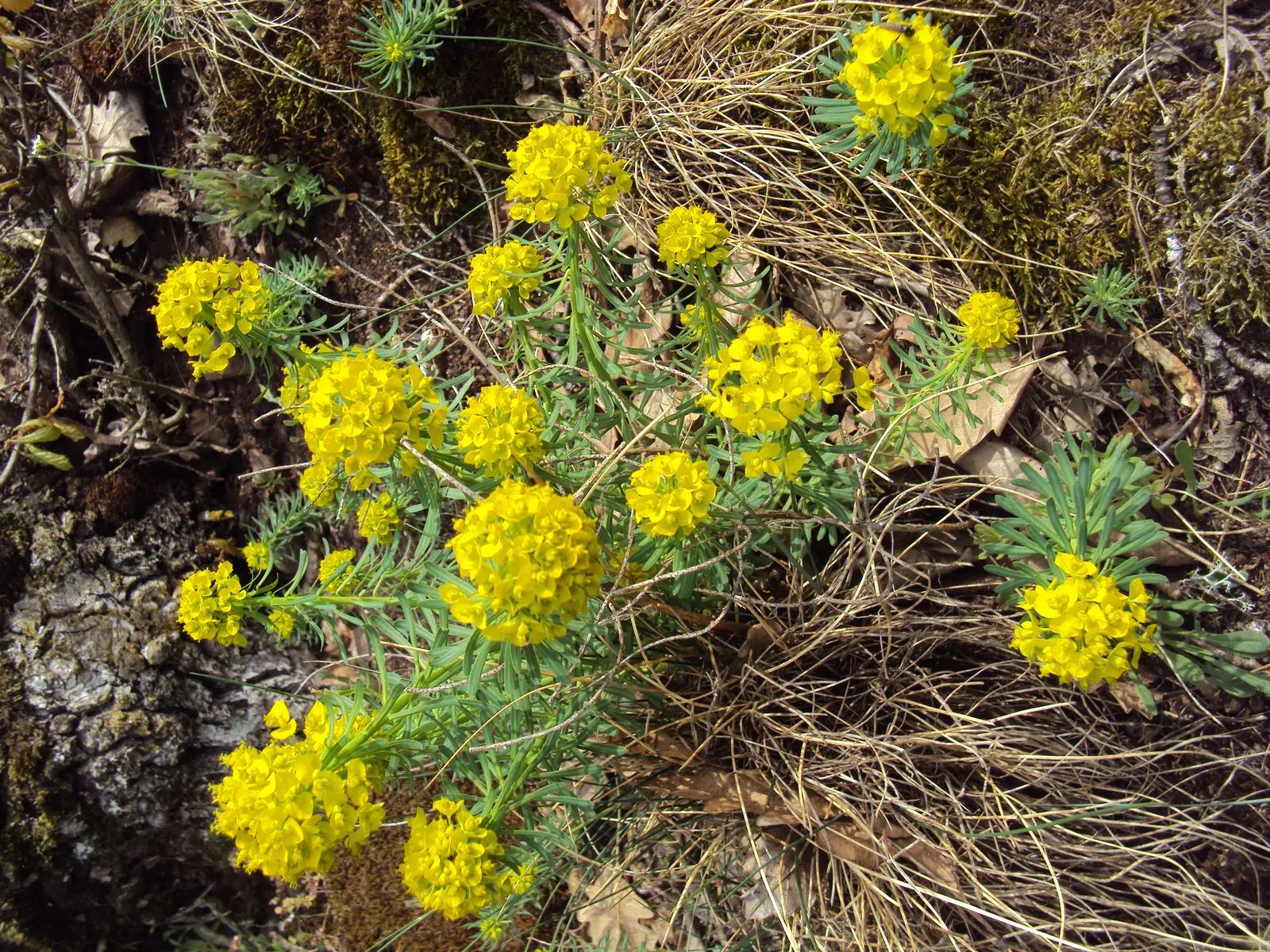 Cypress Spurge (Euphorbia Cyparissias) — This sun-loving plant reaches 6-12 inches tall and spreads up to 18 inches wide, thriving in USDA zones 4-8; ground