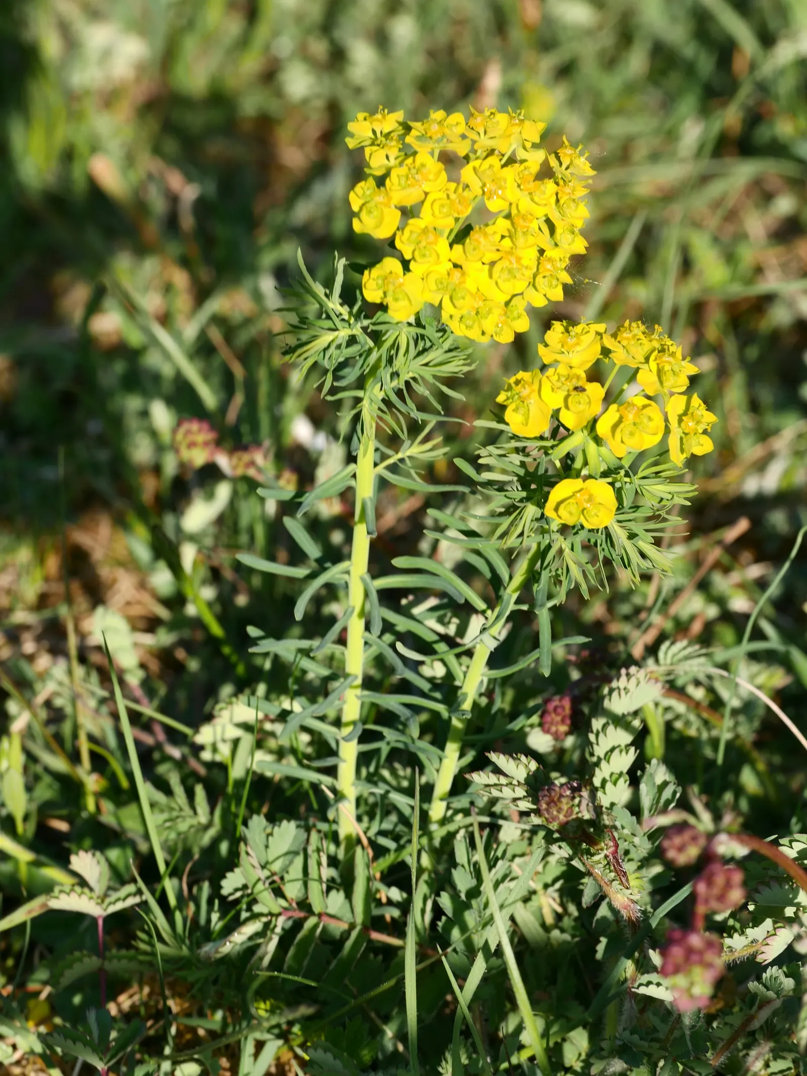 Cypress Spurge (Euphorbia Cyparissias) — is a perennial herbaceous plant that offers a distinctive texture and color to any landscape design; in spring to