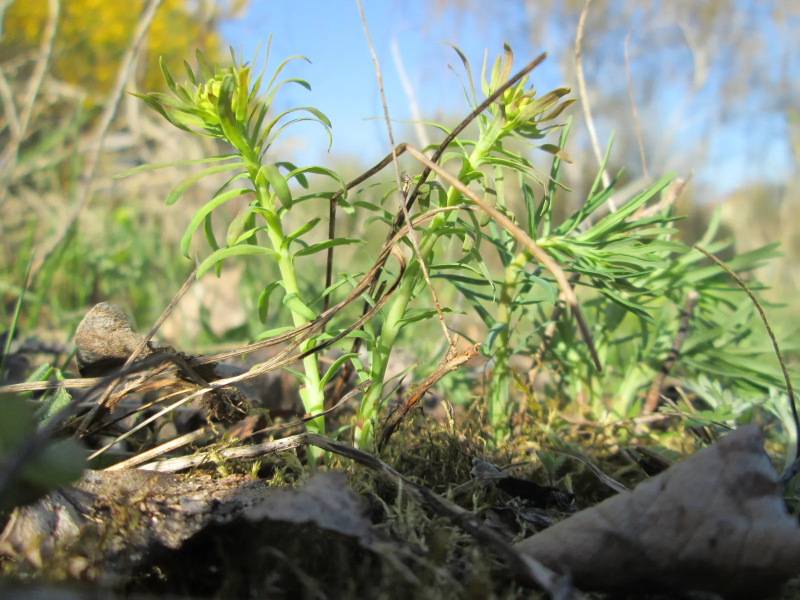 Cypress Spurge (Euphorbia Cyparissias) — Caution: its sap is irritating to skin and toxic if ingested; scientifically known as Euphorbia cyparissias, image 105