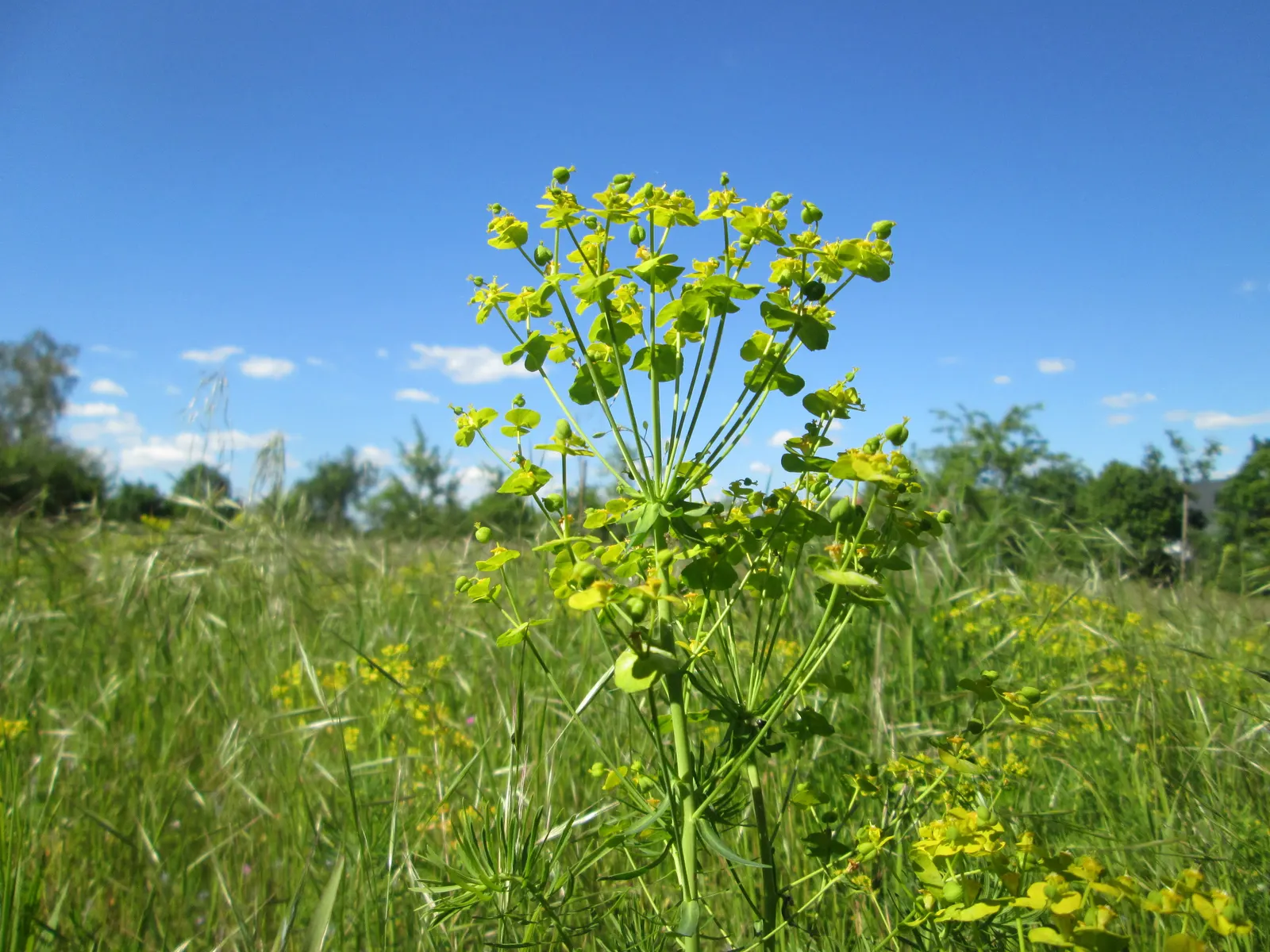 Cypress Spurge (Euphorbia Cyparissias) — Cypress Spurge (Euphorbia cyparissias) is a perennial with fine