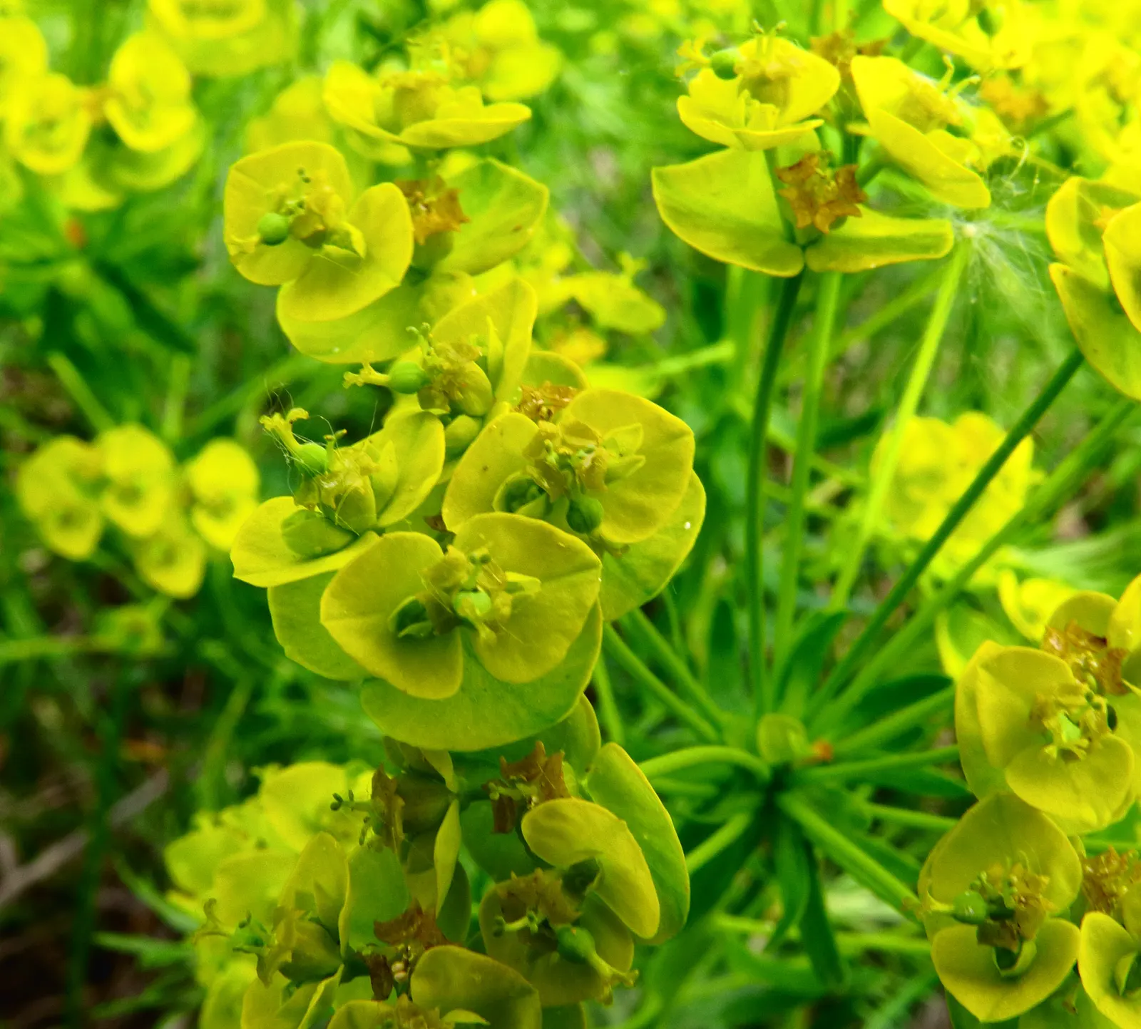 Cypress Spurge (Euphorbia Cyparissias) — In spring to early summer, it bears yellow-green bracts that resemble flowers; inconspicuous flowers surrounded by