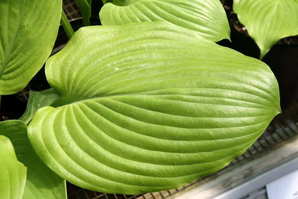 Sum And Substance Hosta (Hosta 'Sum And Substance') — The Hosta 'Sum and Substance' is a robust
