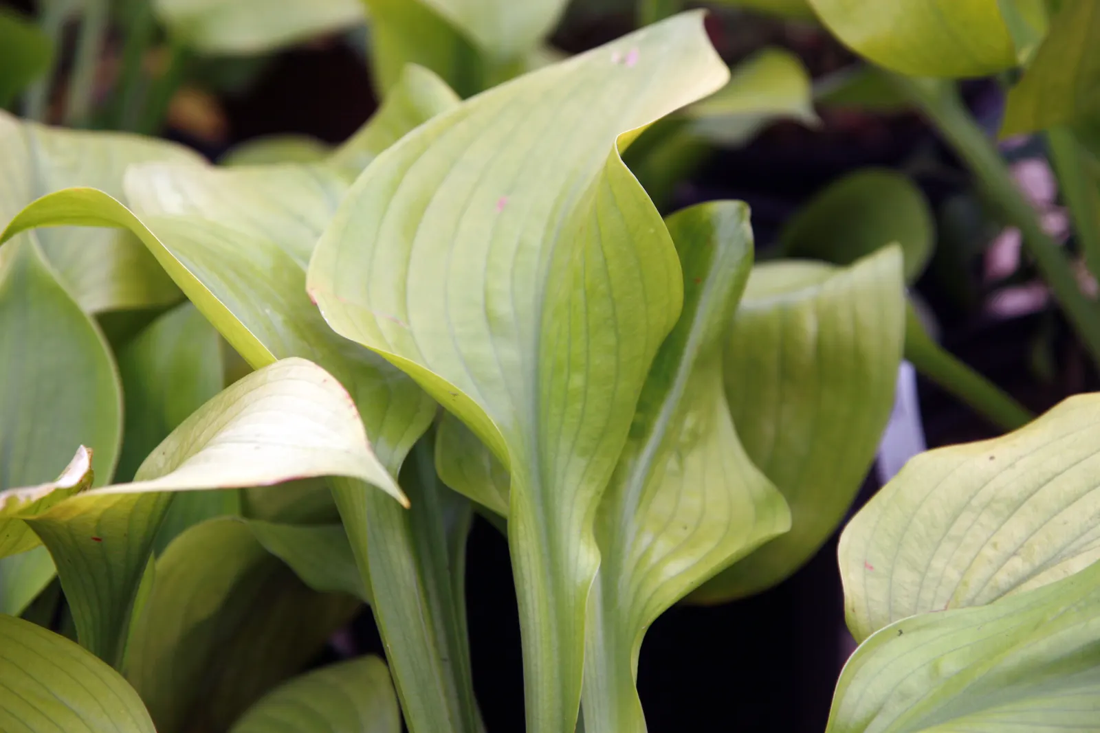 Sum And Substance Hosta (Hosta 'Sum And Substance') — this Hosta variety produces tall