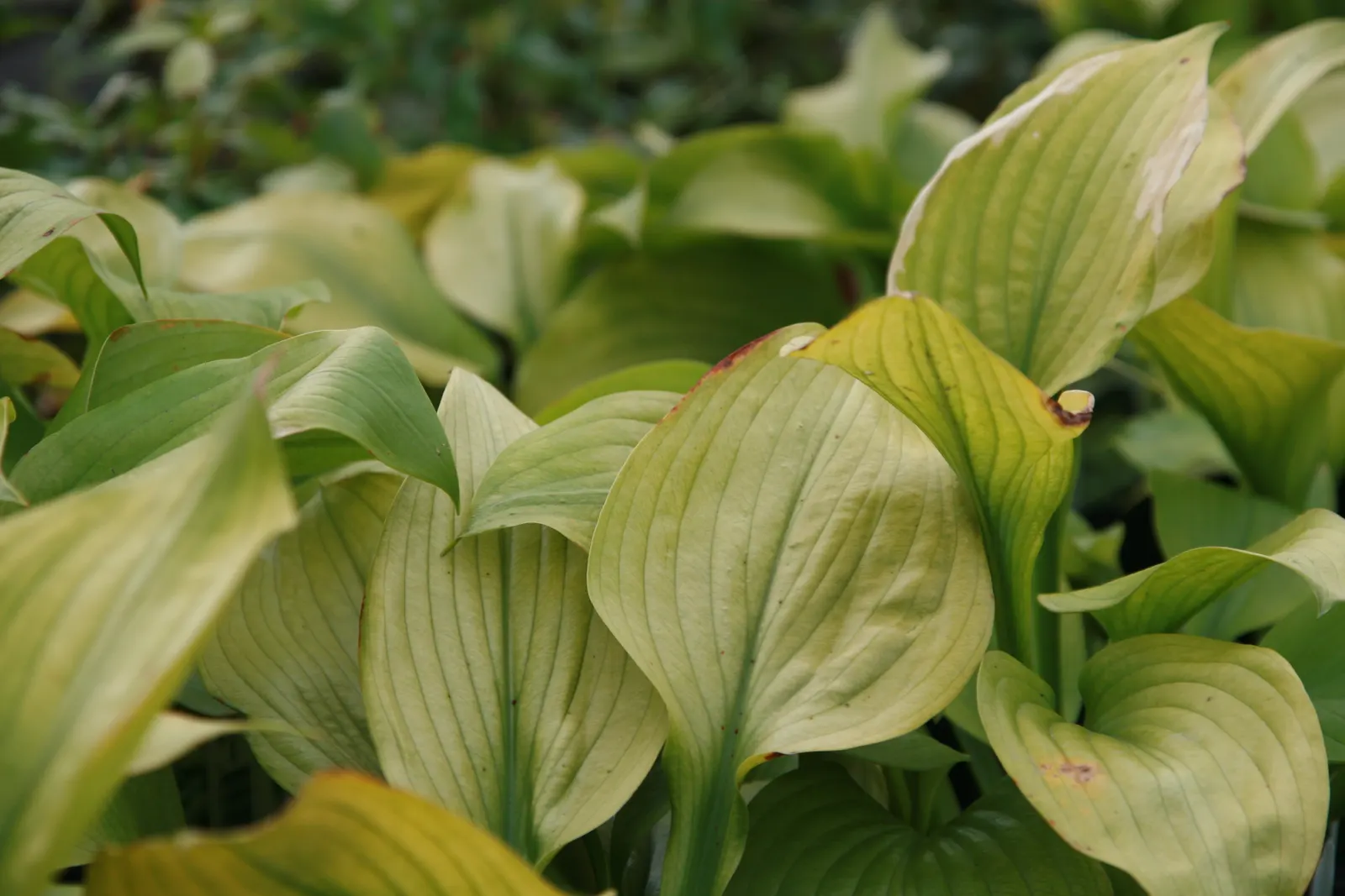 Sum And Substance Hosta (Hosta 'Sum And Substance') — which landscape designers must account for when planning spacing in garden arrangements