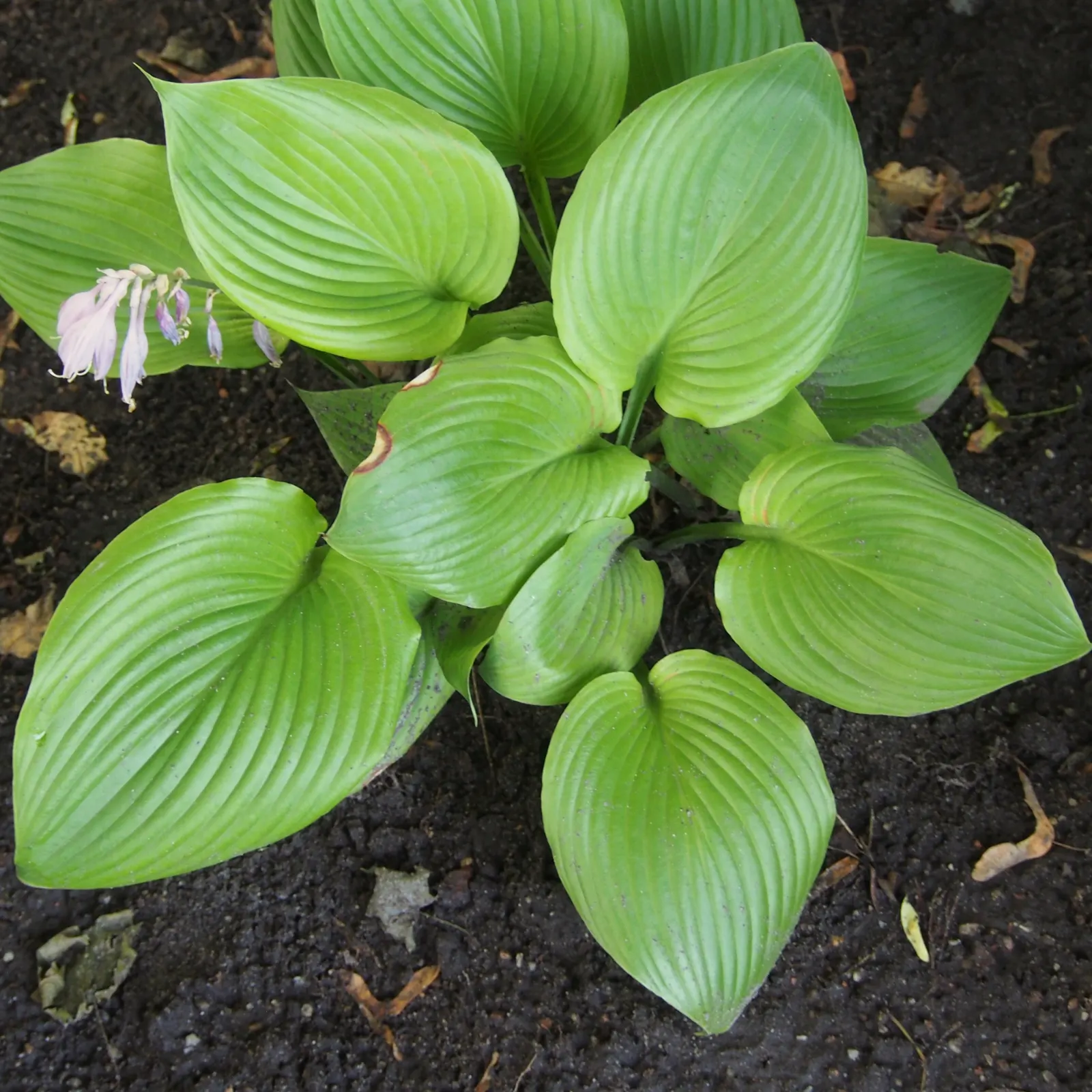 Sum And Substance Hosta (Hosta 'Sum And Substance') — though it can attract deer or rabbits.<br><br>Indeed