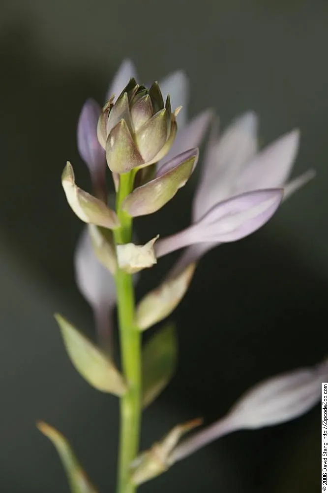 Sum And Substance Hosta (Hosta 'Sum And Substance') — heart-shaped leaves that can grow up to 20 inches in length