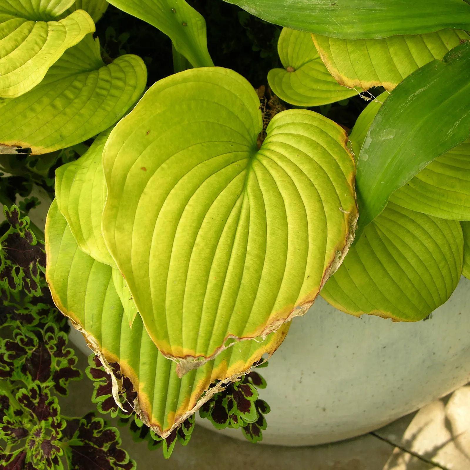 Sum And Substance Hosta (Hosta 'Sum And Substance') — purple flowers in the garden