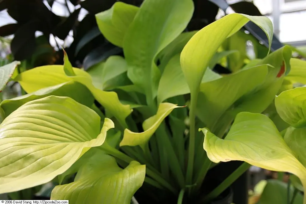 Sum And Substance Hosta (Hosta 'Sum And Substance') — the color of the leaves can range from chartreuse to a rich