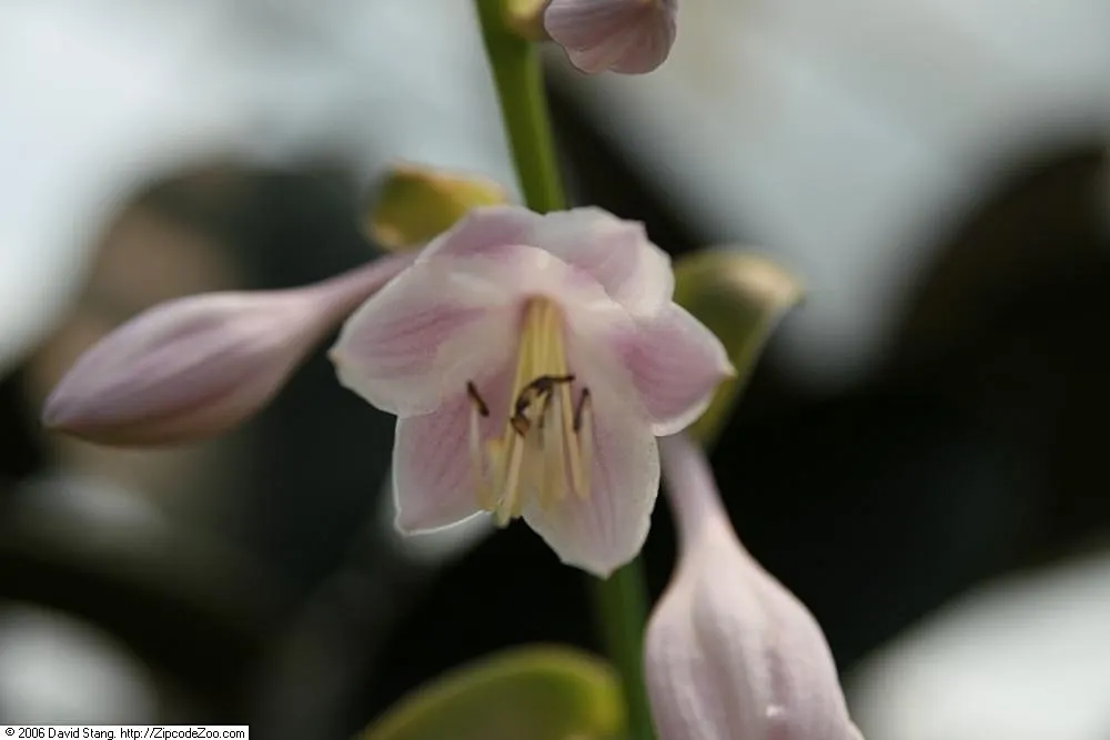 Sum And Substance Hosta (Hosta 'Sum And Substance') — The Hosta 'Sum and Substance' is an imposing perennial