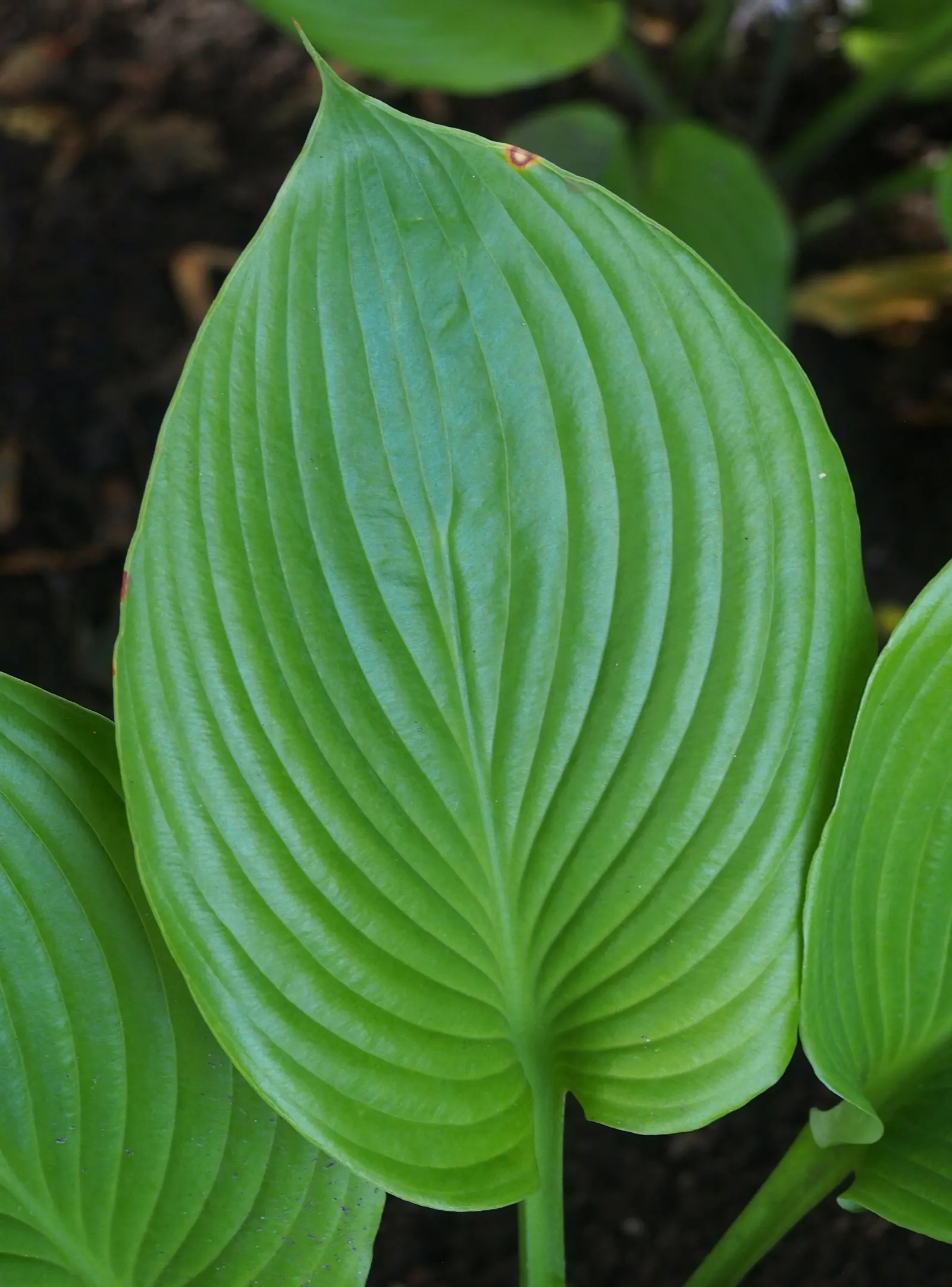 Sum And Substance Hosta (Hosta 'Sum And Substance') — This low-maintenance treasure is resistant to slugs when mature