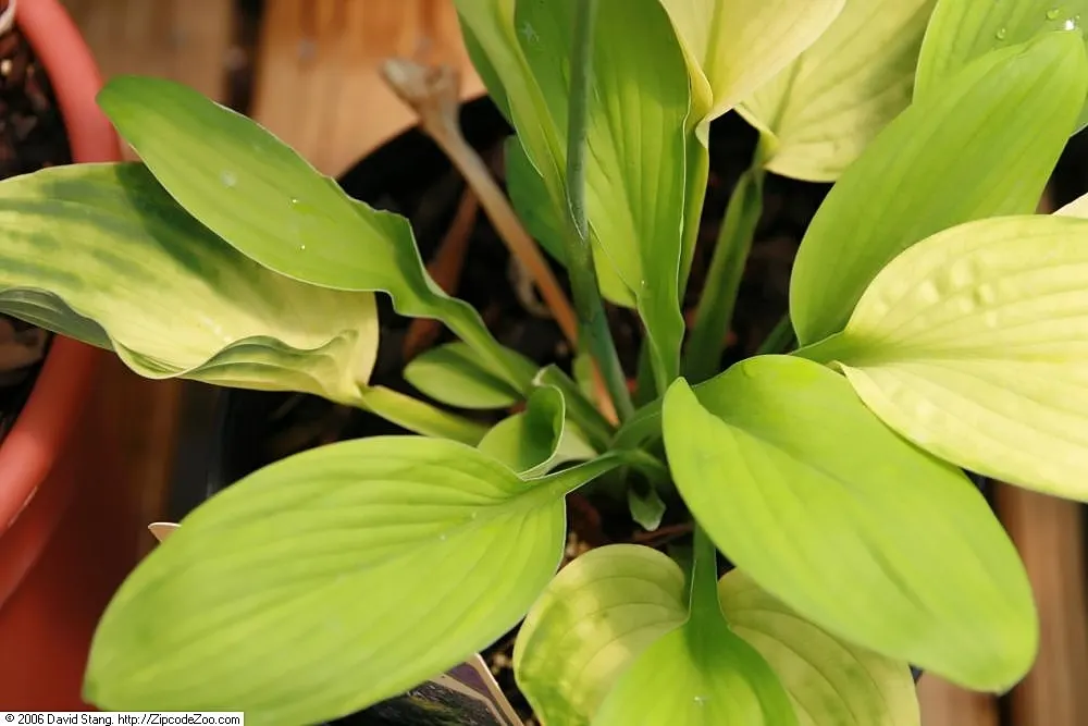 Sum And Substance Hosta (Hosta 'Sum And Substance') — demonstrating considerable cold tolerance