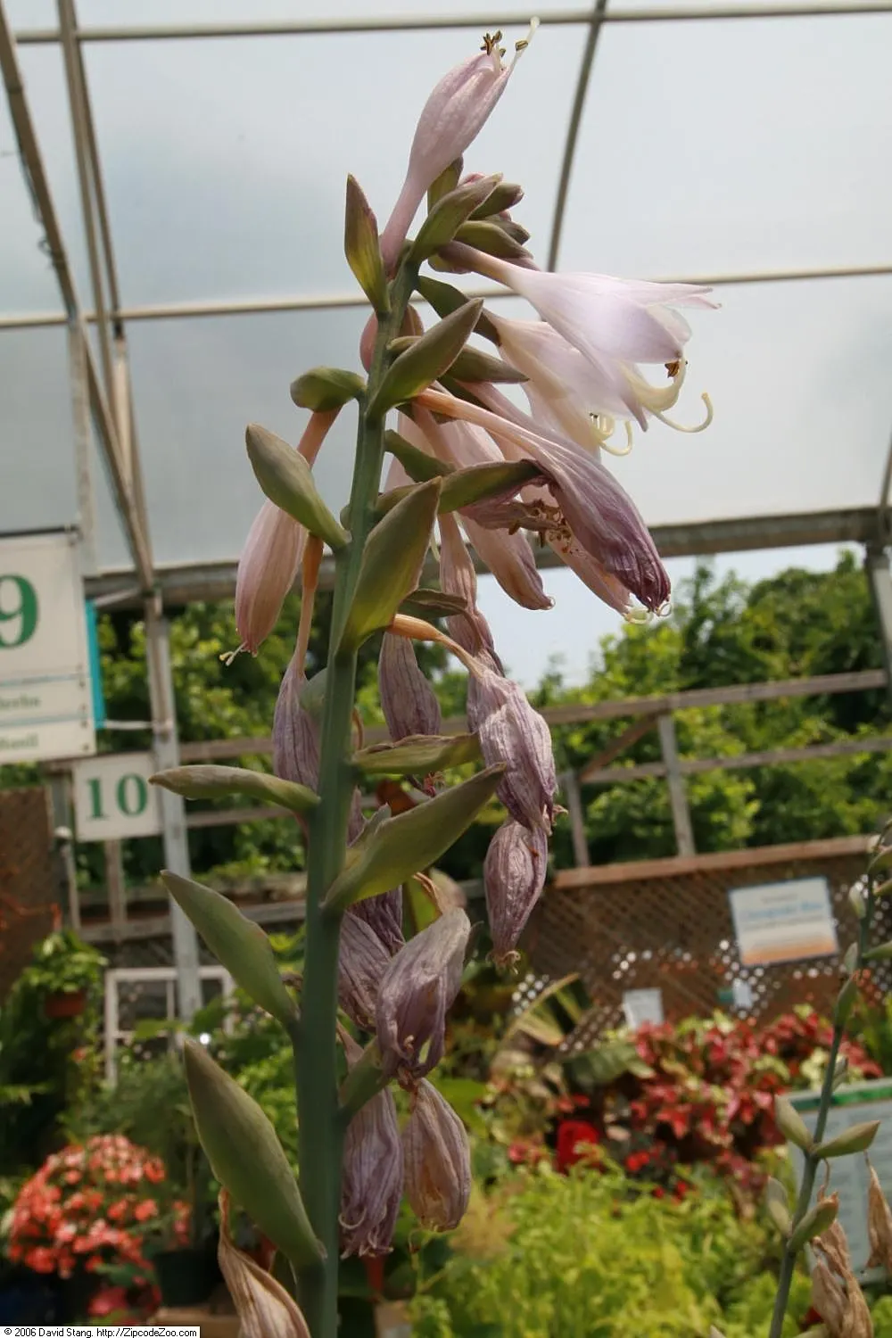 Sum And Substance Hosta (Hosta 'Sum And Substance') — This shade-loving hosta flourishes in zones 3 - 8