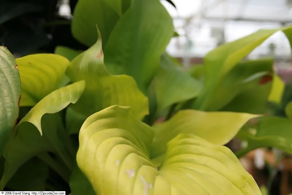 Sum And Substance Hosta (Hosta 'Sum And Substance') — Depending on the sunlight exposure