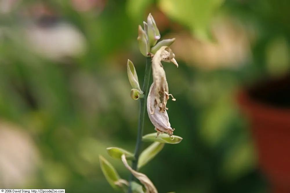 Sum And Substance Hosta (Hosta 'Sum And Substance') — shade-tolerant perennial that offers a lush addition to any landscape design