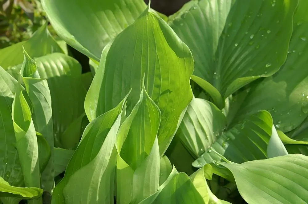 Sum And Substance Hosta (Hosta 'Sum And Substance') — particularly suited for those seeking a sizeable foliage feature