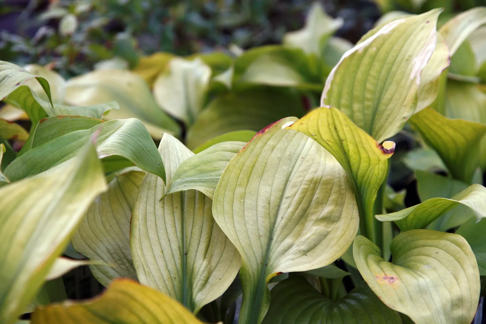 Sum And Substance Hosta (Hosta 'Sum And Substance') — and is largely free from common pests
