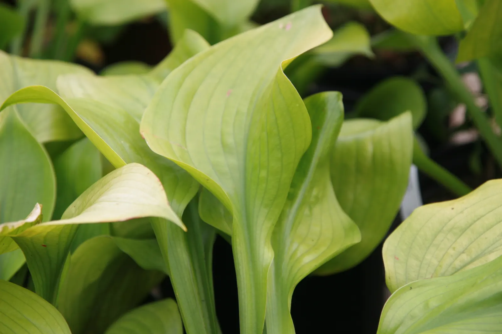 Sum And Substance Hosta (Hosta 'Sum And Substance') — Hosta 'Sum and Substance' typically spreads 5 to 6 feet