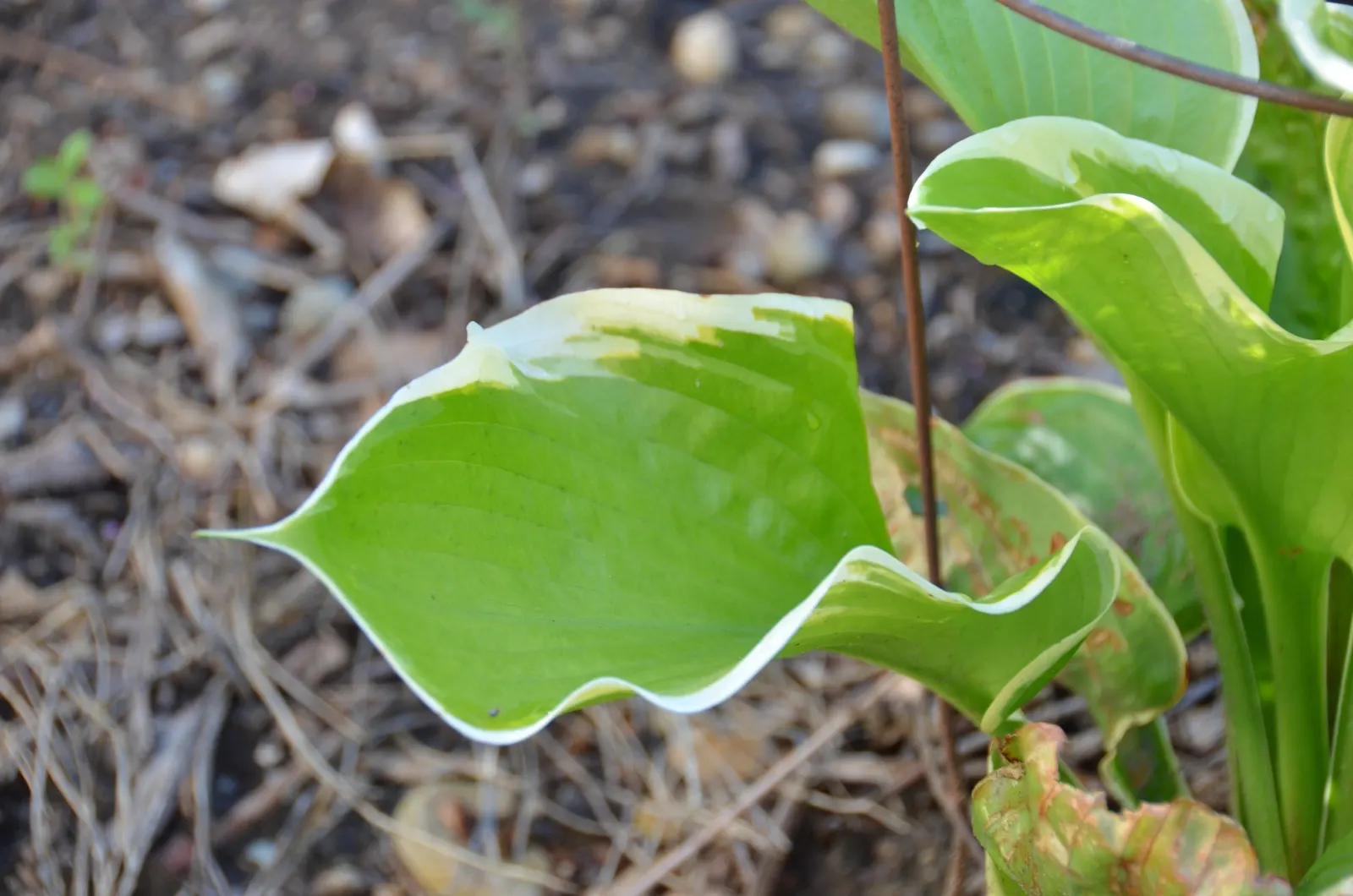 Sum And Substance Hosta (Hosta 'Sum And Substance') — ground cover / perennial with purple blooms