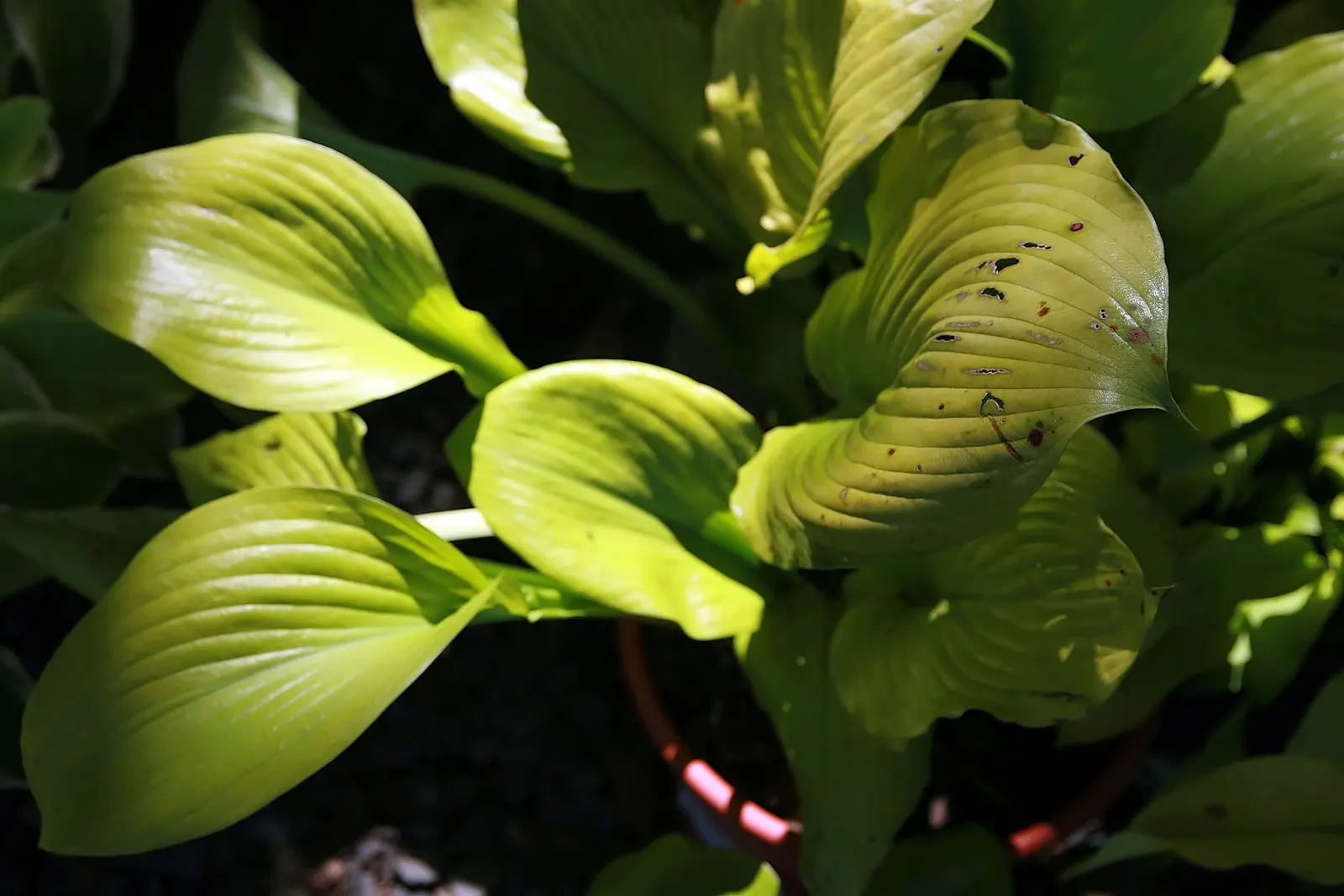 Sum And Substance Hosta (Hosta 'Sum And Substance') — upright stalks that reach heights of up to 36 inches