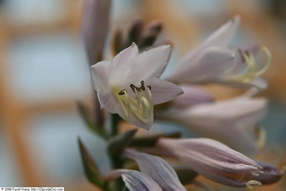 Sum And Substance Hosta (Hosta 'Sum And Substance') — with a span of 15 inches across