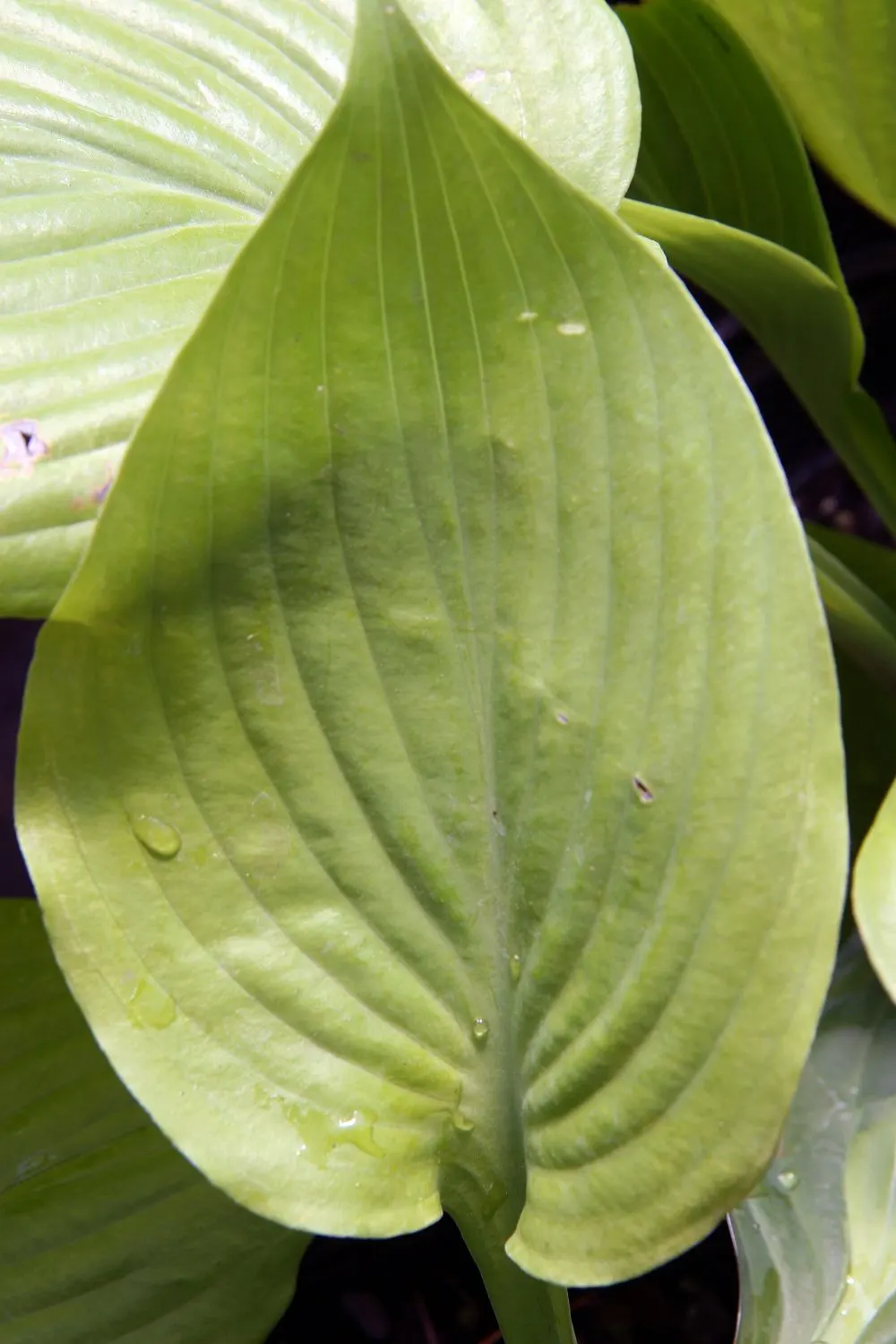 Sum And Substance Hosta (Hosta 'Sum And Substance') — It boasts a clump-forming habit, reaching about 36 inches in height and spreading to 60 inches at maturity