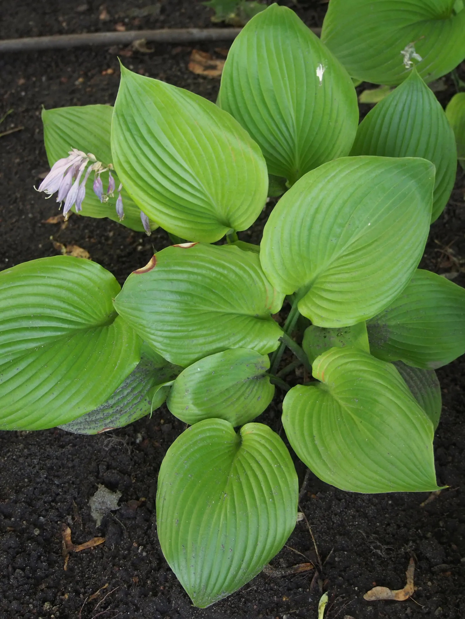 Sum And Substance Hosta (Hosta 'Sum And Substance') — ground cover / perennial for deep shade or half or shade