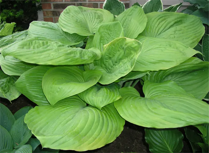 Sum And Substance Hosta (Hosta 'Sum And Substance') — The Hosta 'Sum and Substance' is an imposing perennial; this shade-loving hosta flourishes in zones 3 - 8