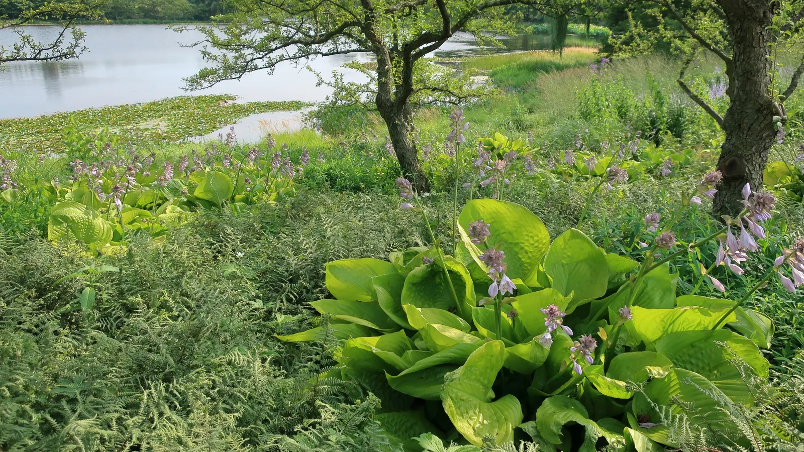 Sum And Substance Hosta (Hosta 'Sum And Substance') — and produces tall stalks of lavender flowers in late summer