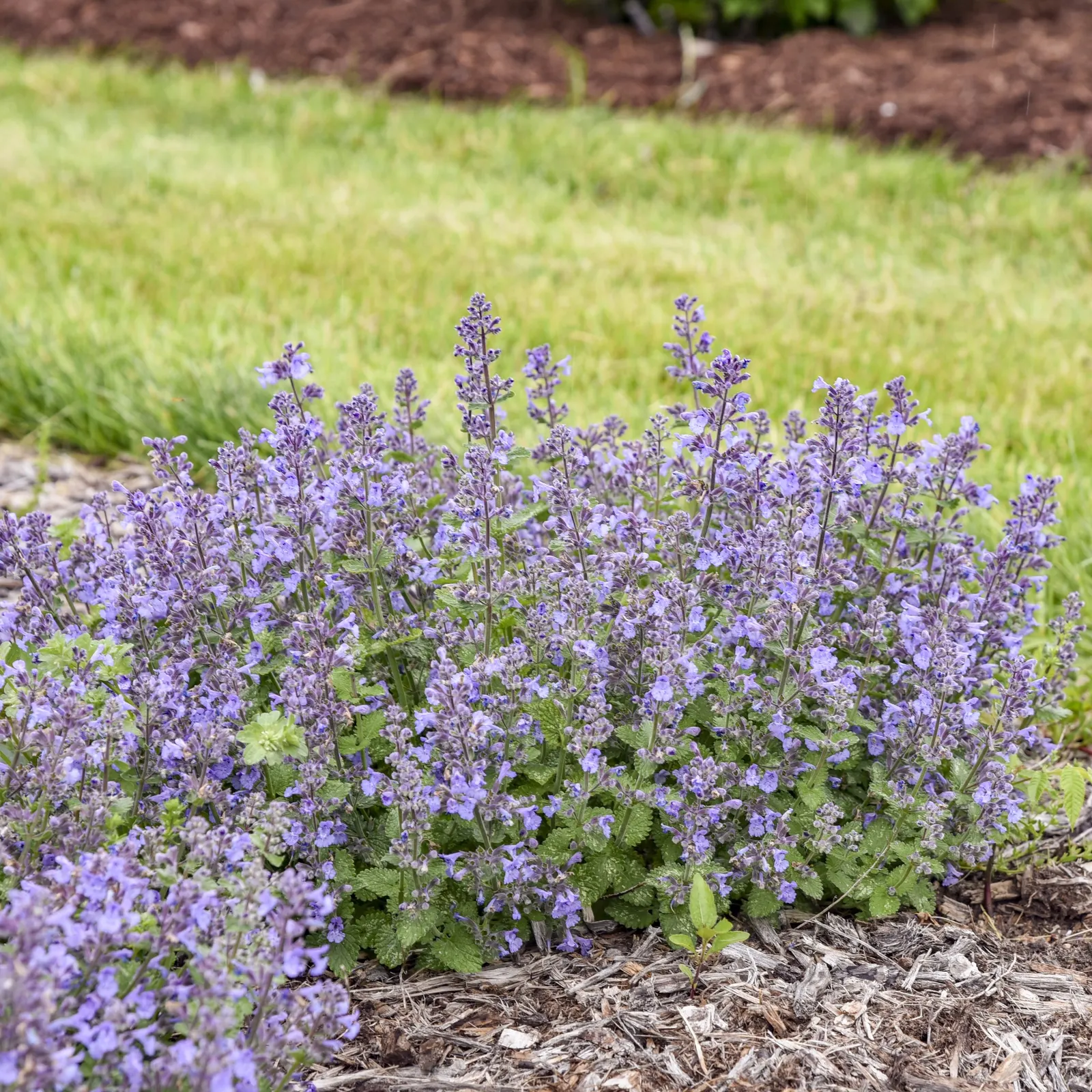 'Catwalk Queen' Catmint (Nepeta hybrid) — Its mounded habit reaches 10-12 inches tall and spreads 18-20 inches