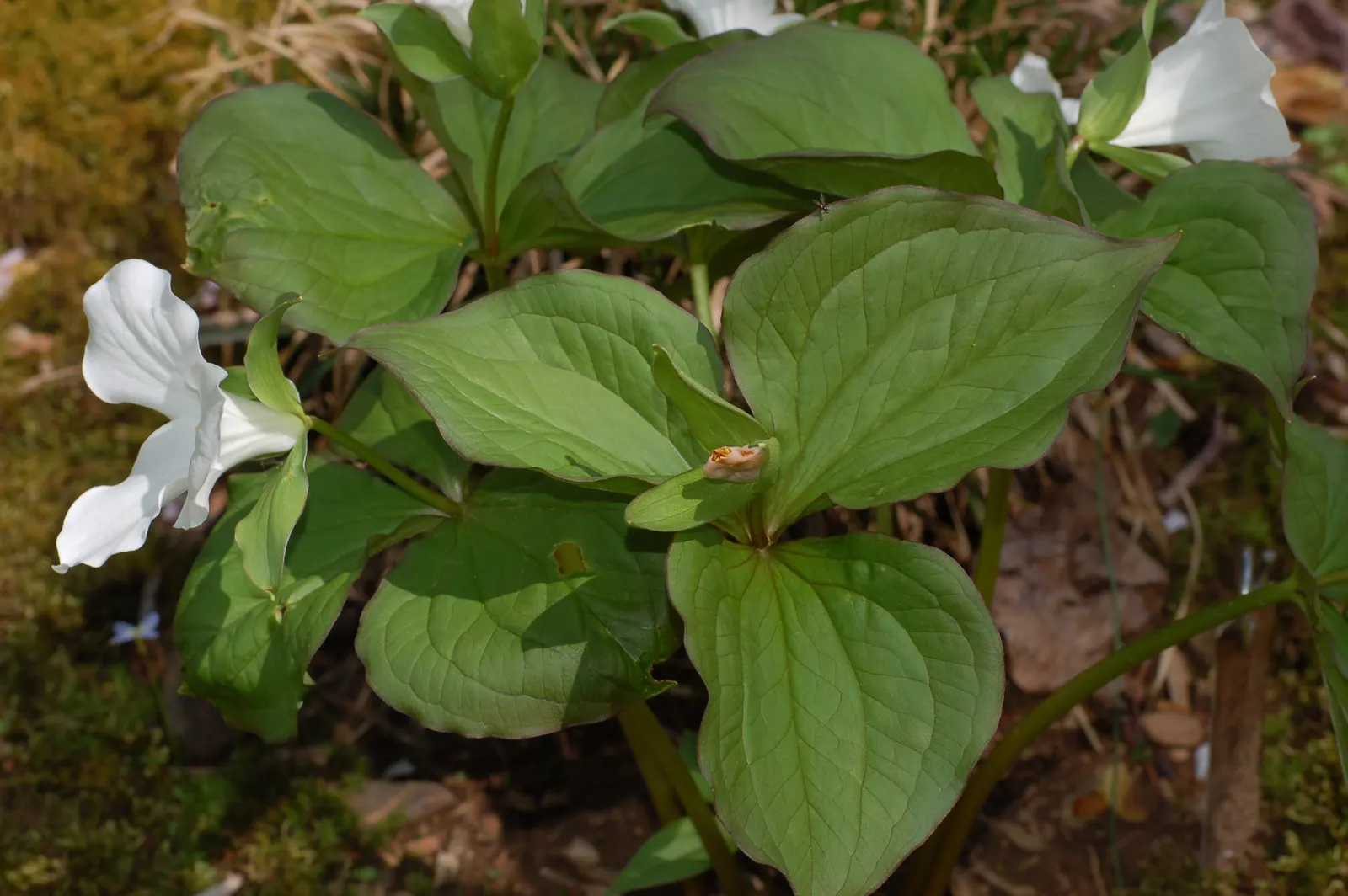 Large Flowered Trilium (Trillium Grandiflorum) — consist of three pure white petals that gracefully transition to a pale pink as they age, image 112