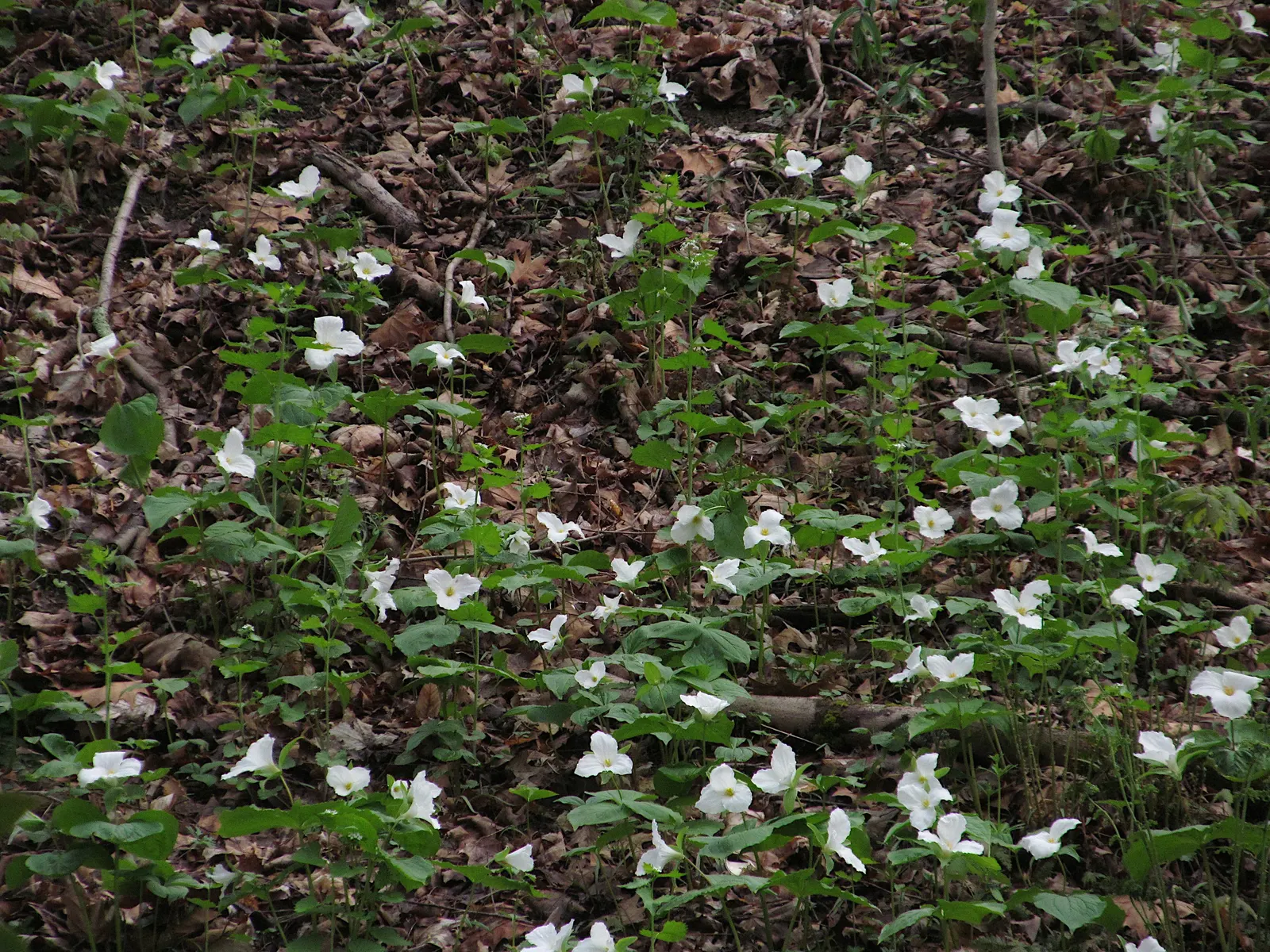 Large Flowered Trilium (Trillium Grandiflorum) — This woodland wildflower is an excellent choice for shaded or semi-shaded areas of your landscape, image 105