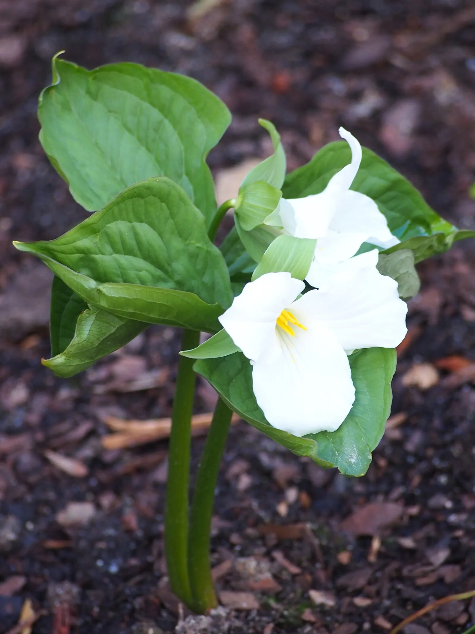 Large Flowered Trilium (Trillium Grandiflorum) — As it is sensitive to disturbance