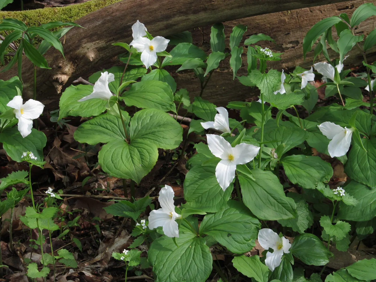 Large Flowered Trilium (Trillium Grandiflorum) — three-petaled flowers spanning up to 4 inches; measuring up to 3 to 4 inches in diameter, image 127