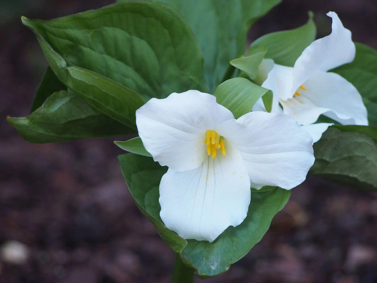 Large Flowered Trilium (Trillium Grandiflorum) — creating a lush backdrop for the stunning flowers; as it is sensitive to disturbance