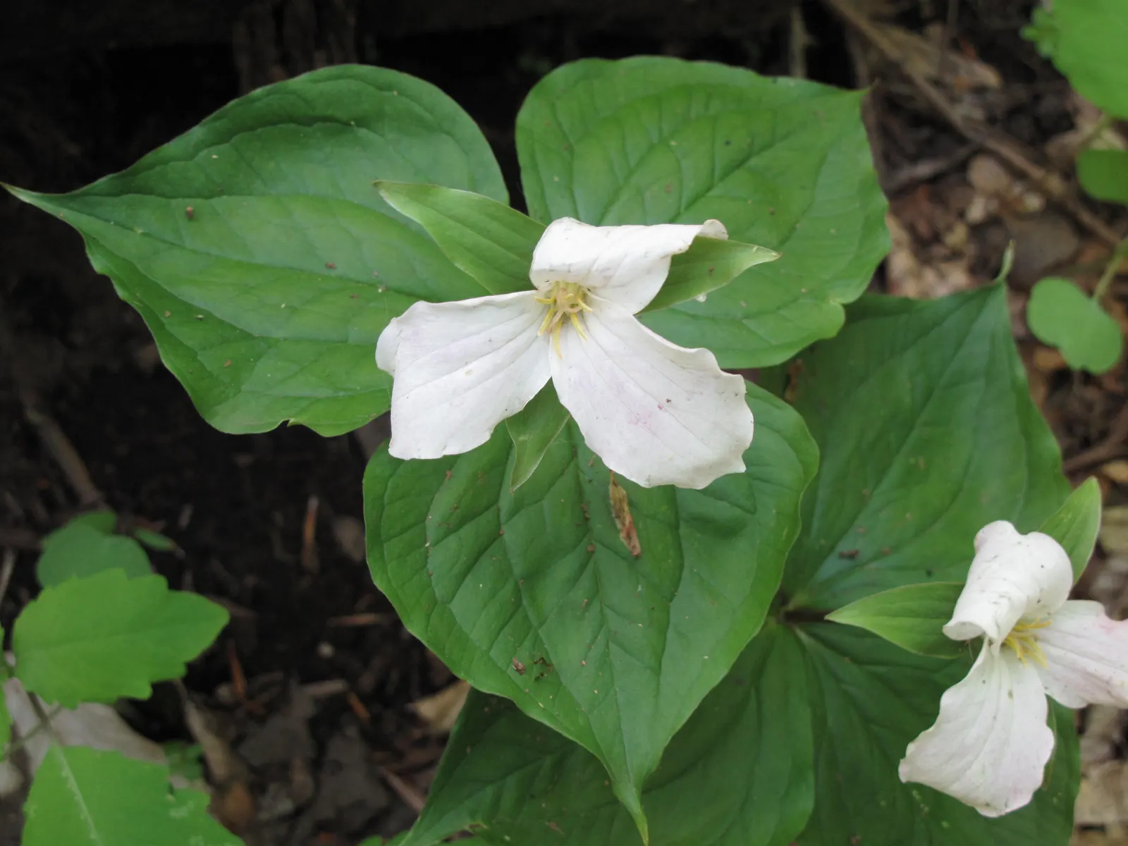 Large Flowered Trilium (Trillium Grandiflorum) — while supporting local ecology by attracting pollinators such as bees and butterflies