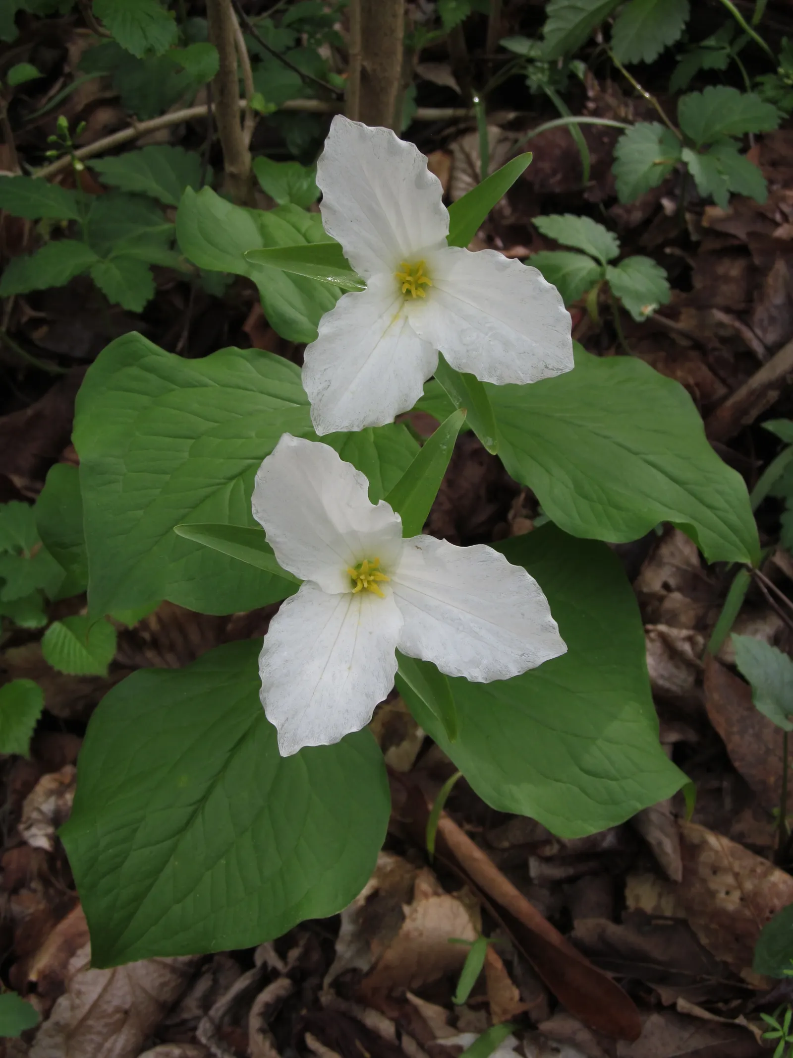 Large Flowered Trilium (Trillium Grandiflorum) — consist of three pure white petals that gracefully transition to a pale pink as they age, image 81