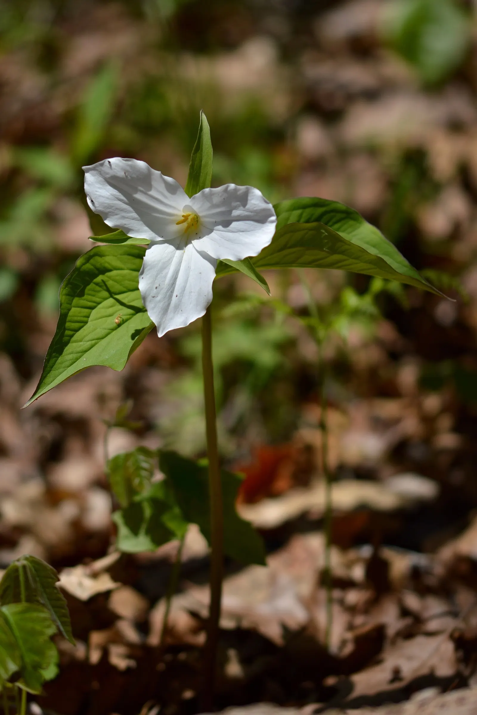 Large Flowered Trilium (Trillium Grandiflorum) — Each stem typically bears a whorl of three dark green leaves; commonly referred to as the Large Flowered